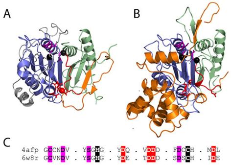 Regulating Death and Disease: Exploring the Roles of Metacaspases in ...