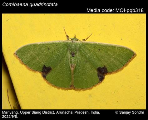 Comibaena quadrinotata Butler, 1889 - | Moths