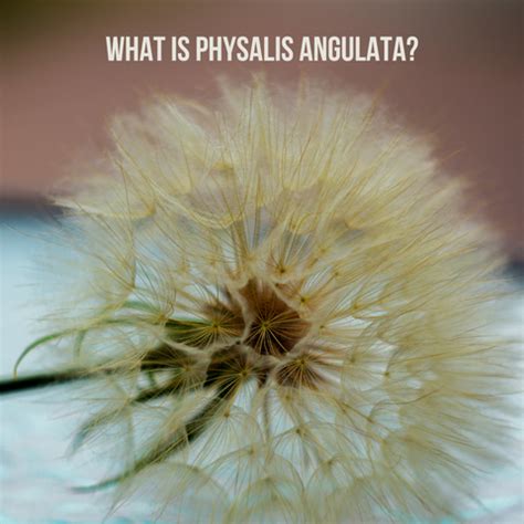 The Hair Benefits of Physalis Angulata Extract | Clinikally