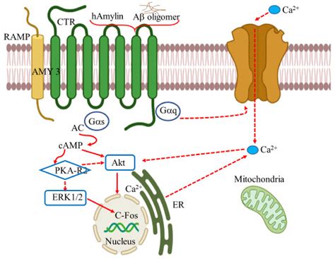 Role of Receptors in Relation to Plaques and Tangles in Alzheimer’s ...