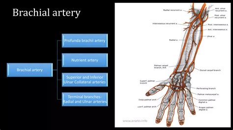 Vascular anatomy of extremities | PPTX