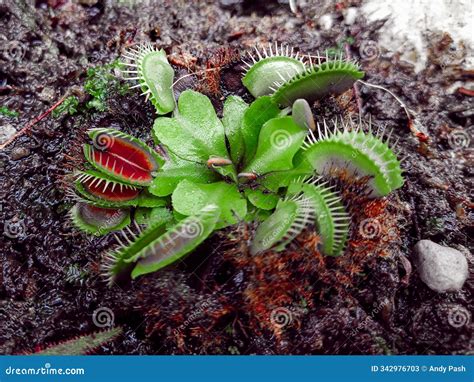 Habitat Of Venus Flytrap