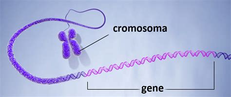 Il gene - superagatoide