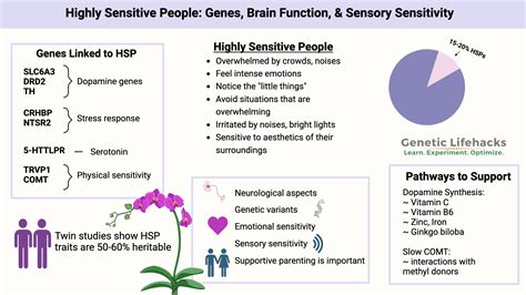 Highly Sensitive People: Genes, Brain Function, and Sensory Sensitivity