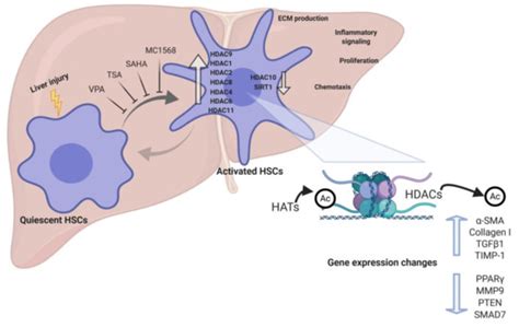 Cells | Special Issue : Cellular and Molecular Mechanisms underlying ...