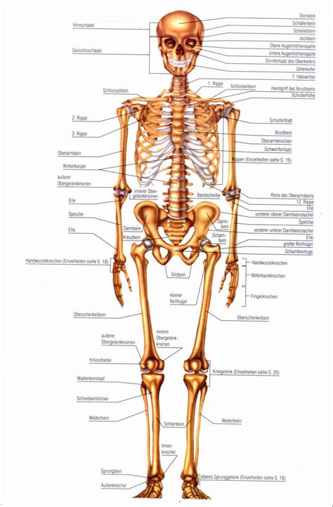 skelett | Anatomie des körpers, Menschlicher körper anatomie, Anatomie