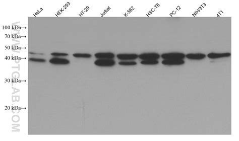 USF1 antibody (67114-1-Ig) | Proteintech