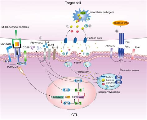 Pathogen Killer