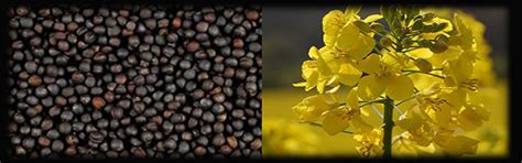 Welcome To Gujarat Export Company