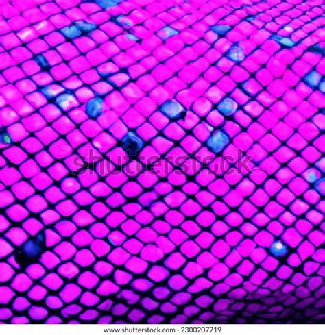 Image result for Python Royal De Face Image