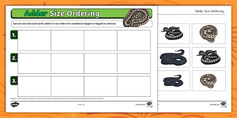 Adder Size Ordering Activity Sheet (teacher made) - Twinkl