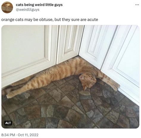 orange cats may be obtuse, but they sure are acute | Orange Cat Behavior | Know Your Meme