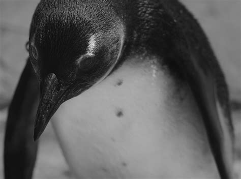 southafrica, indoors, african, mammal, one animal, Penguins, one person ...