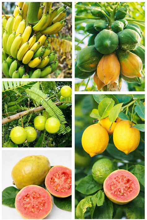 Grafted Fruit Home Garden Pack | Buy Fruit Plants Combo Online – Padmam ...