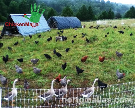 Como Hacer Una Granja De Pollos Casera - Noticias de Pollo