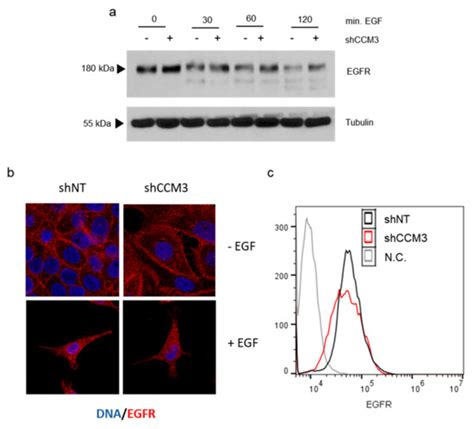 High Levels of Receptor Tyrosine Kinases in CCM3-Deficient Cells ...