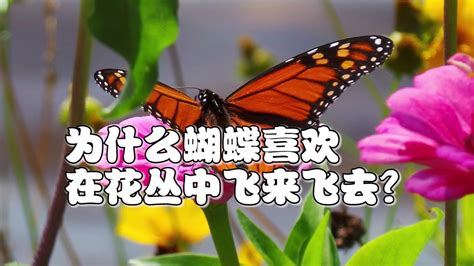 蝴蝶：朝生夕死的至美象征 - BBC News 中文