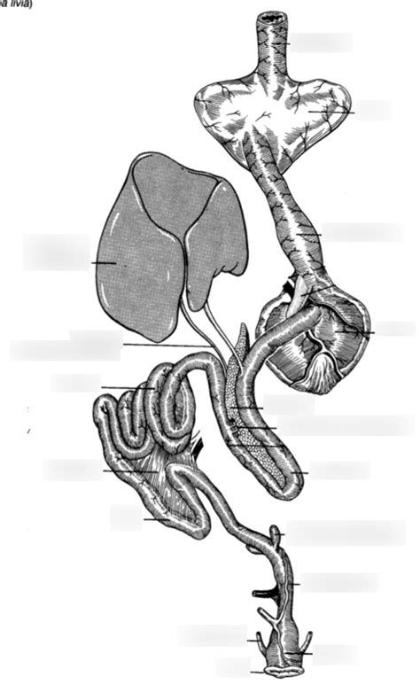 Image result for Bird Digestive System