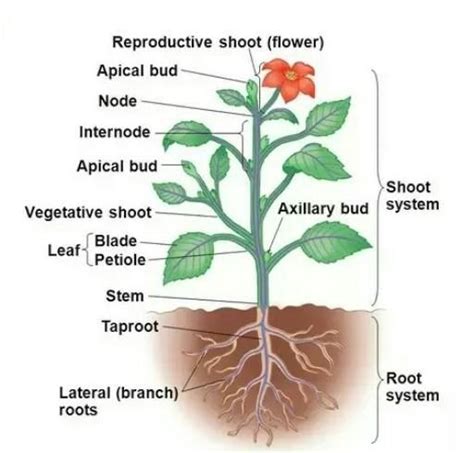 what is nodes and internodes - Brainly.in