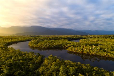 10 Biggest Dangers to the Amazon Rainforest | Stacker