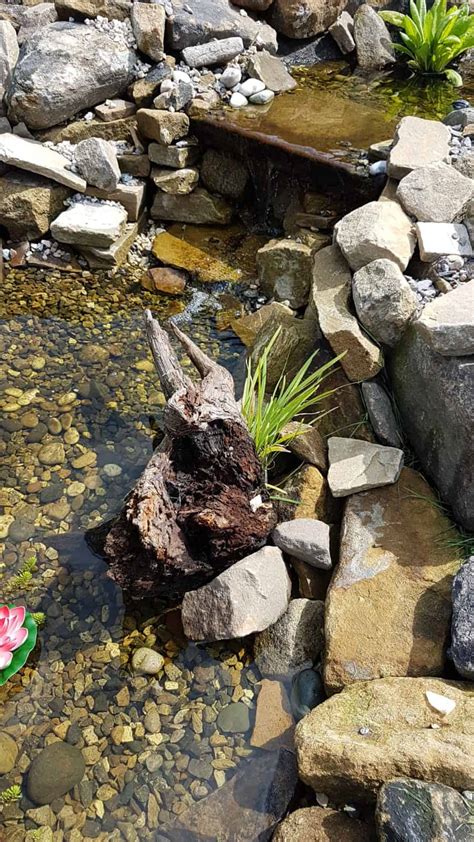 Butterfly Spanish Tutorial 的图像结果