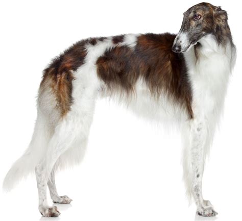 Borzoi - Dog Breed Guide