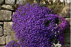fiori perenni da vaso aubretia pictures free use image 12 43 13 by freefoto fiori perenni da vaso aubretia pictures free use image 12 43 13 by freefoto