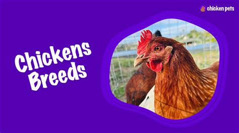 Chicken Breeds. Learn About all the Breeds of Chickens - Chicken Pets