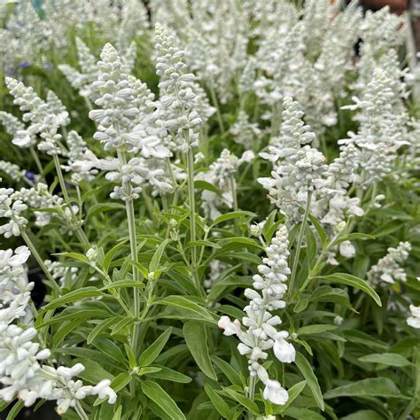 Salvia Sallyfun White - Springvale Garden Centre