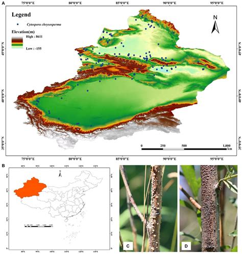 Frontiers | Prediction of the potential geographical distribution of Cytospora chrysosperma in ...