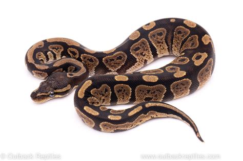 Image result for Za Reptiles Ball Python