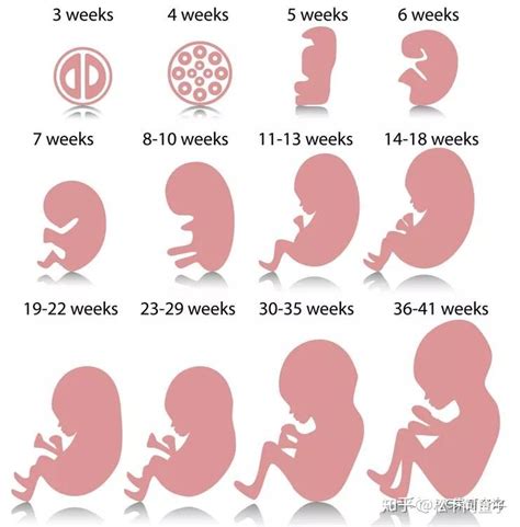 怀孕几个月显怀？ - 知乎
