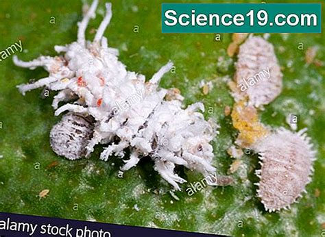 Image result for Spring Tails Bug Life Cycle