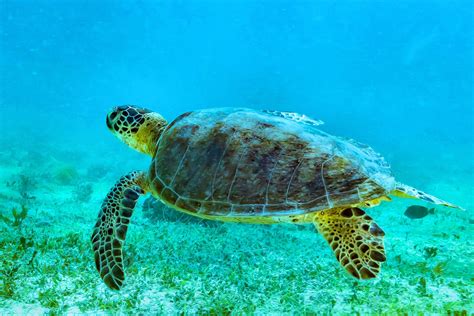 Image result for Turtle Programming Tutorial