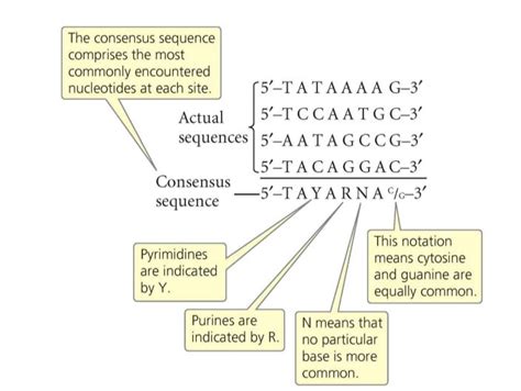 Rezultat imagine pentru Consensus Sequence Example