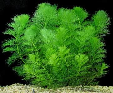 Nandhanam foxtail plant aquarium- Coontail/Oxygenating plants/Hornwort ...