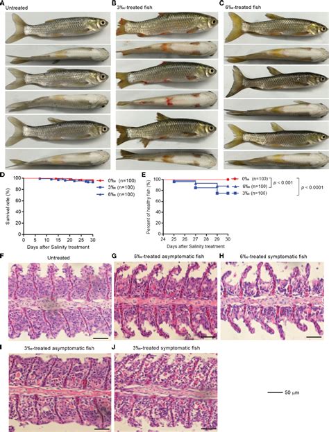 Frontiers | Effects and Molecular Regulation Mechanisms of Salinity ...