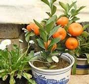 Healthy Mosambi Sweet Lime Grafted Fruit Live Plant for Home Garden ...