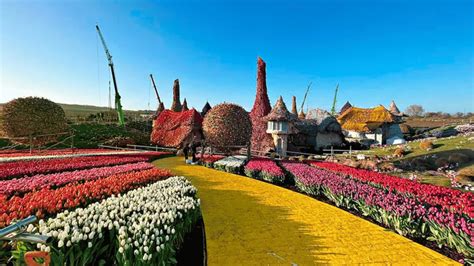 9 Million Tulips Planted for Munchkinland in New Wicked Film - Tomorrow ...