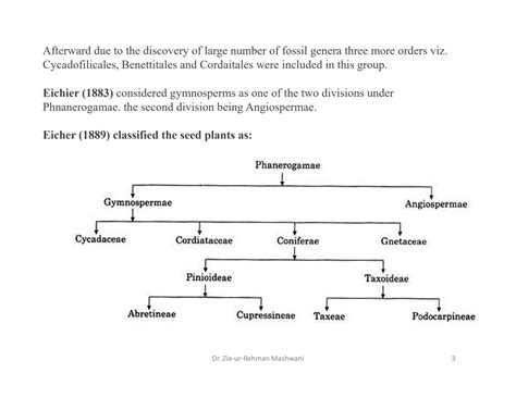 SOLUTION: classification of gymnosperms - Studypool