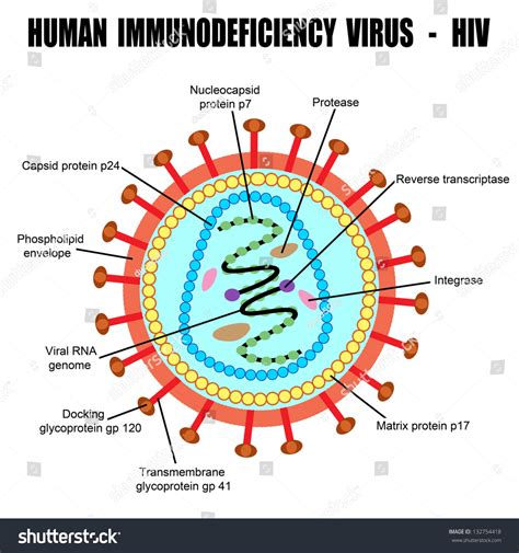 Basic Virus Structure 的图像结果