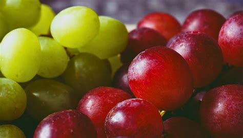 Common Misconceptions about Dietary Fiber – thegoodbug