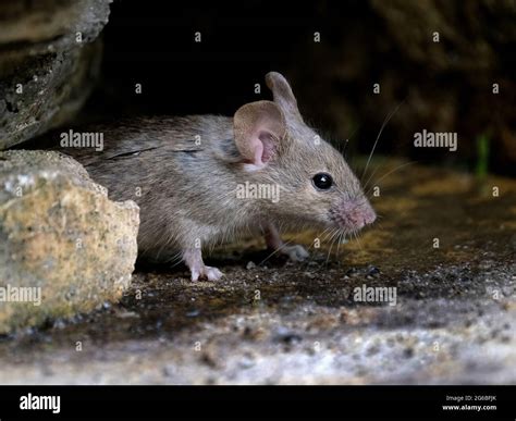 House mice damage hi-res stock photography and images - Alamy