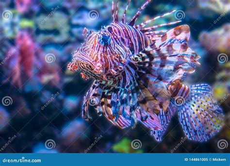 Poison Lion Fish Against Blurred Background Stock Image - Image of endangerment, ecosystem ...