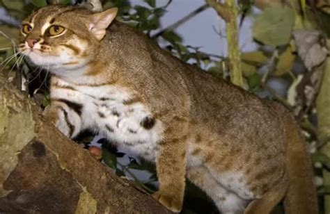 Image result for Rust Colored Cat