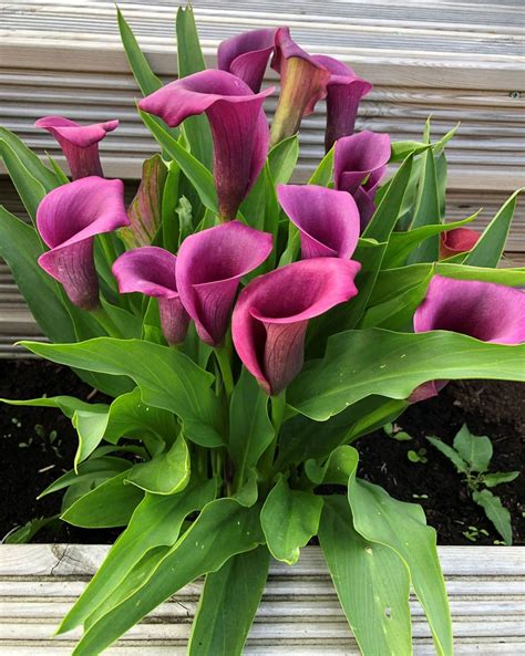 Zantedeschia Purple Heart Calla Arum Lily Bulbs Size 24/-