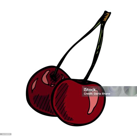 Hand Drawn Cherry Clipart Stock Illustration - Download Image Now ...