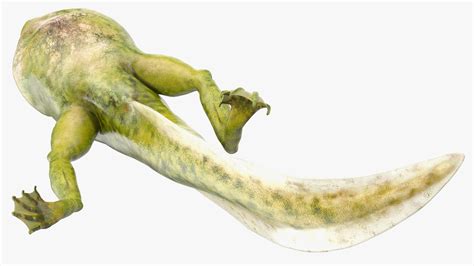 Frog Life Cycle Stages Rigged 3D model | 3D Molier International