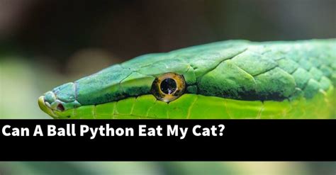 Image result for Python Eating a Cat