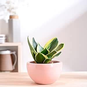 UGAOO Nature's Hum Fat Ceramic Planter for Plants | Flower Pot for ...